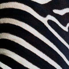 Das Zebra